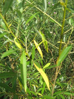 Willow Yellow Leaves Problem