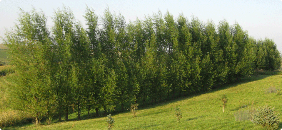 Fast Growing Trees Bigfoot Willow Hybrid Willow