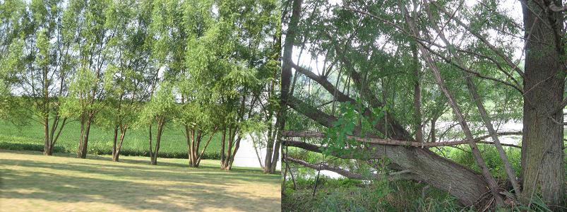 Willow Hybrid Tree